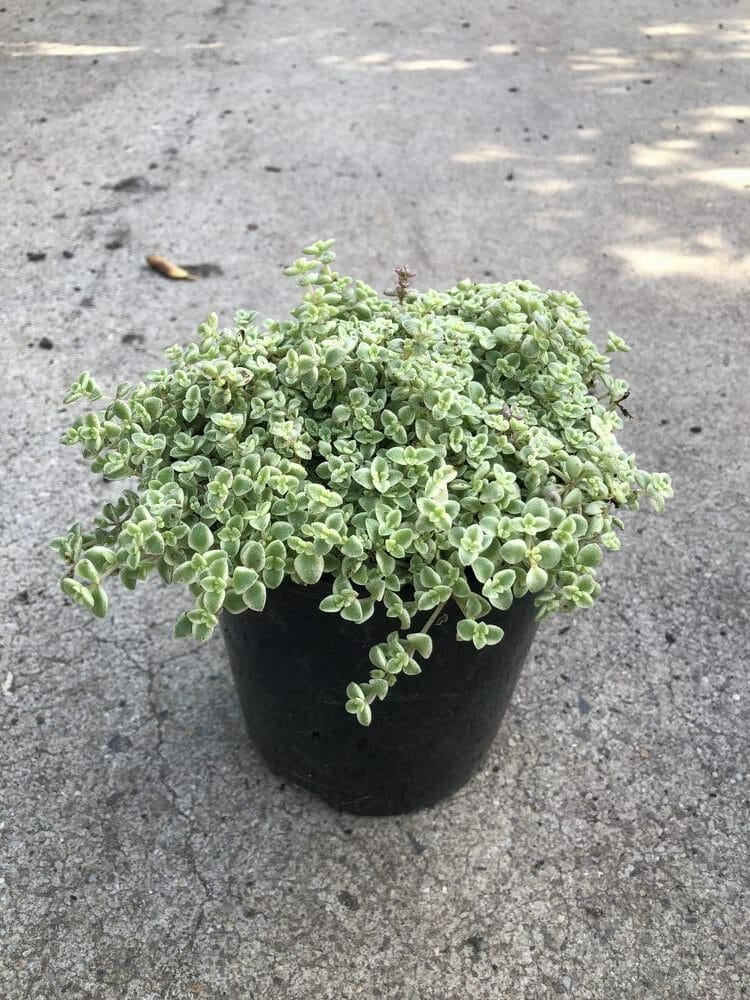 Stonecrop Blob (Sedum speckled) - Ladybird Nursery