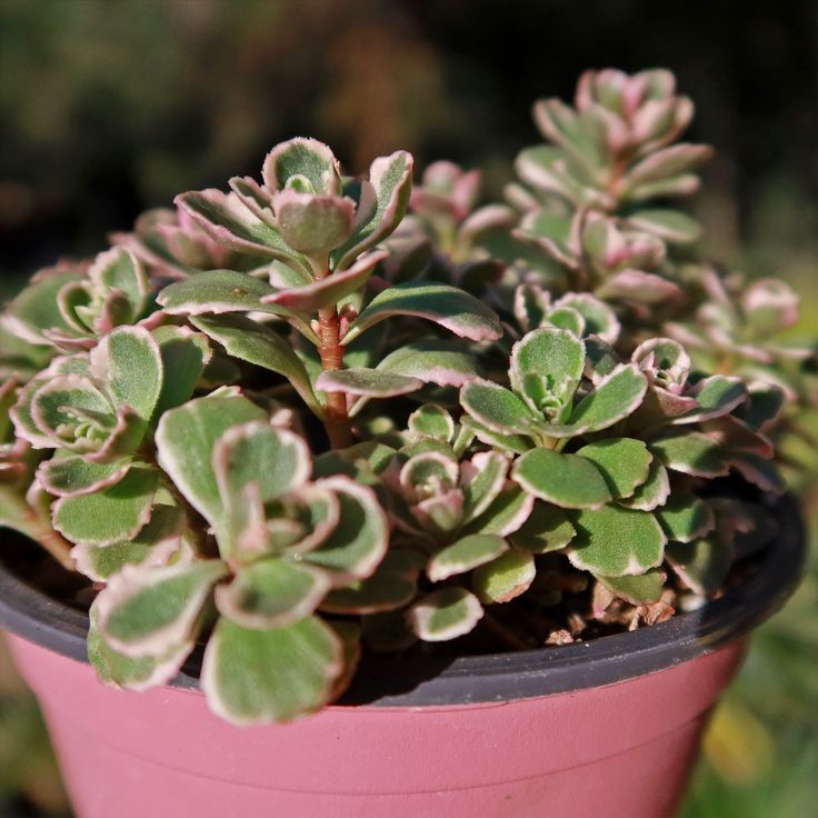 Stonecrop Neon (Sedum spectabile)