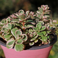 Stonecrop Neon (Sedum spectabile) - Ladybird Nursery