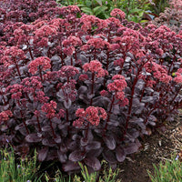 Stonecrop Dark Magic (Sedum)