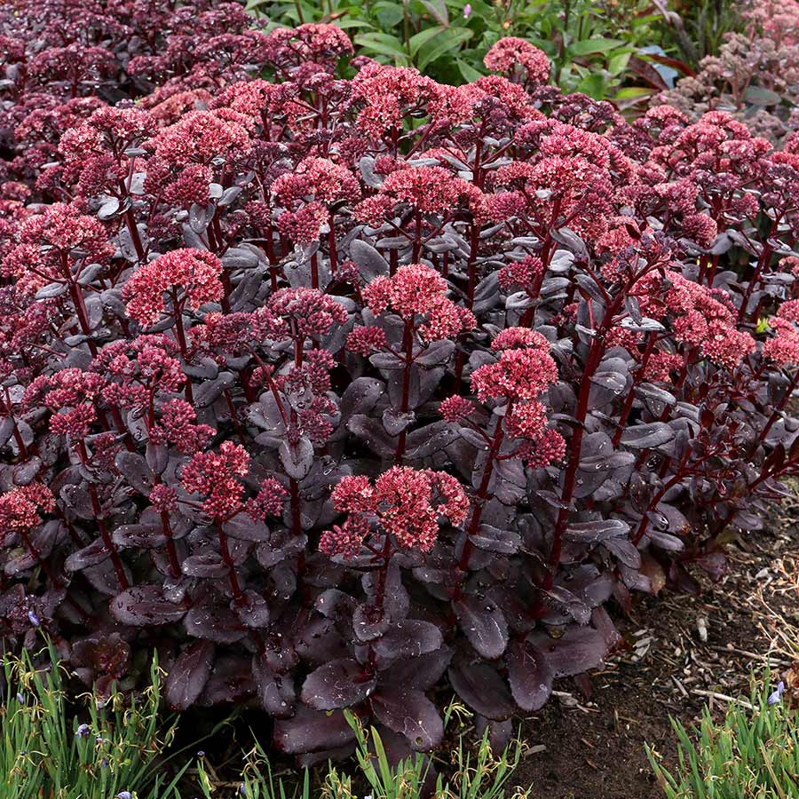 Stonecrop Dark Magic (Sedum) - Ladybird Nursery