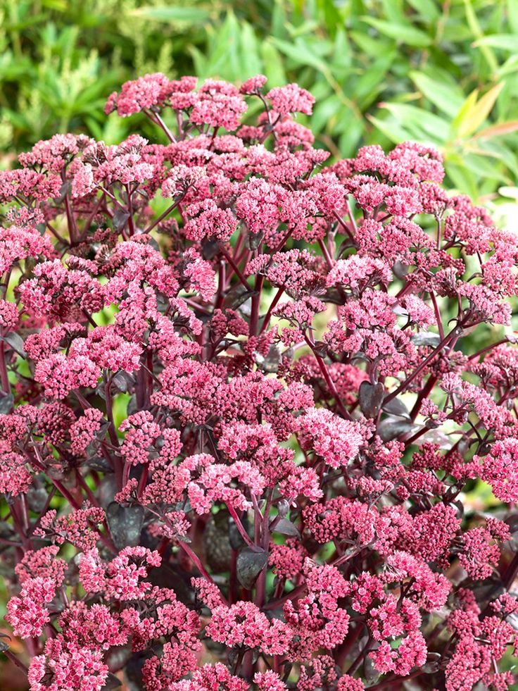 Stonecrop Neon (Sedum spectabile)