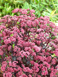 Stonecrop Neon (Sedum spectabile)