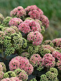 Stonecrop Iceberg (Sedum spectabile) - Ladybird Nursery