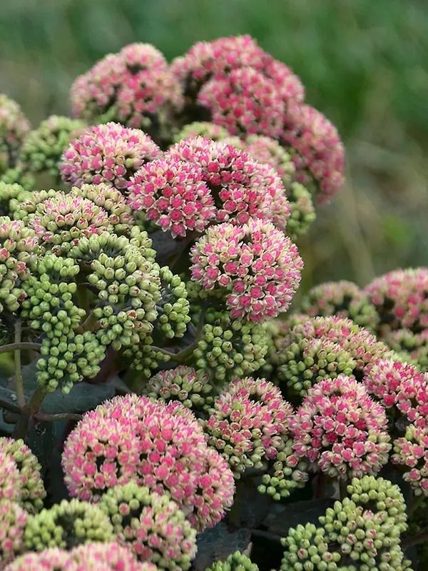 Stonecrop Neon (Sedum spectabile)