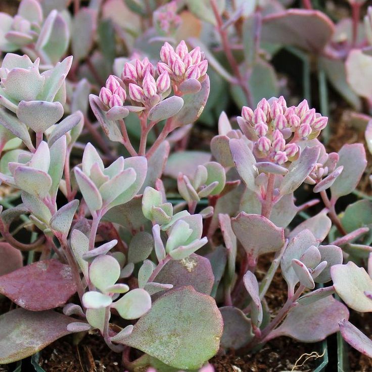 Stonecrop Iceberg (Sedum spectabile)