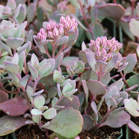 Stonecrop Iceberg (Sedum spectabile) - Ladybird Nursery