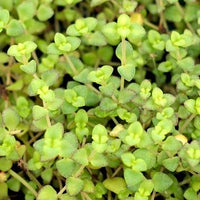 Stonecrop Little Missy (Sedum)
