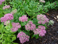 Stonecrop Neon (Sedum spectabile)