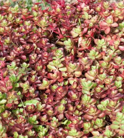 Stonecrop Dragons Blood (Sedum)