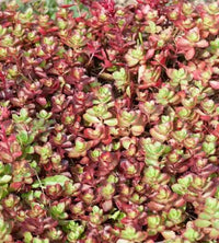 Stonecrop Dragons Blood (Sedum)