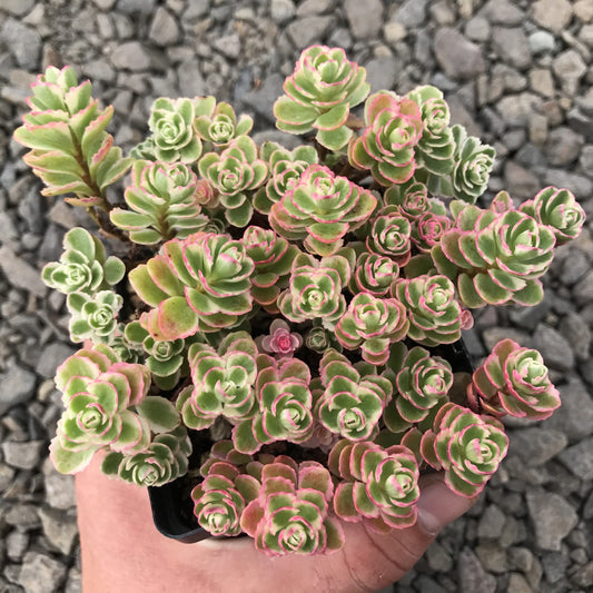 Stonecrop (Sedum spurium)