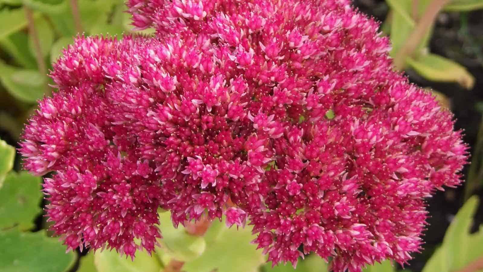 Stonecrop (Sedum spp.) - Ladybird Nursery