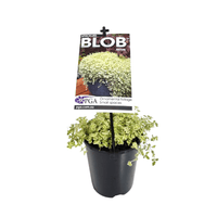Sedum 'Speckled Blob' - Ladybird Nursery