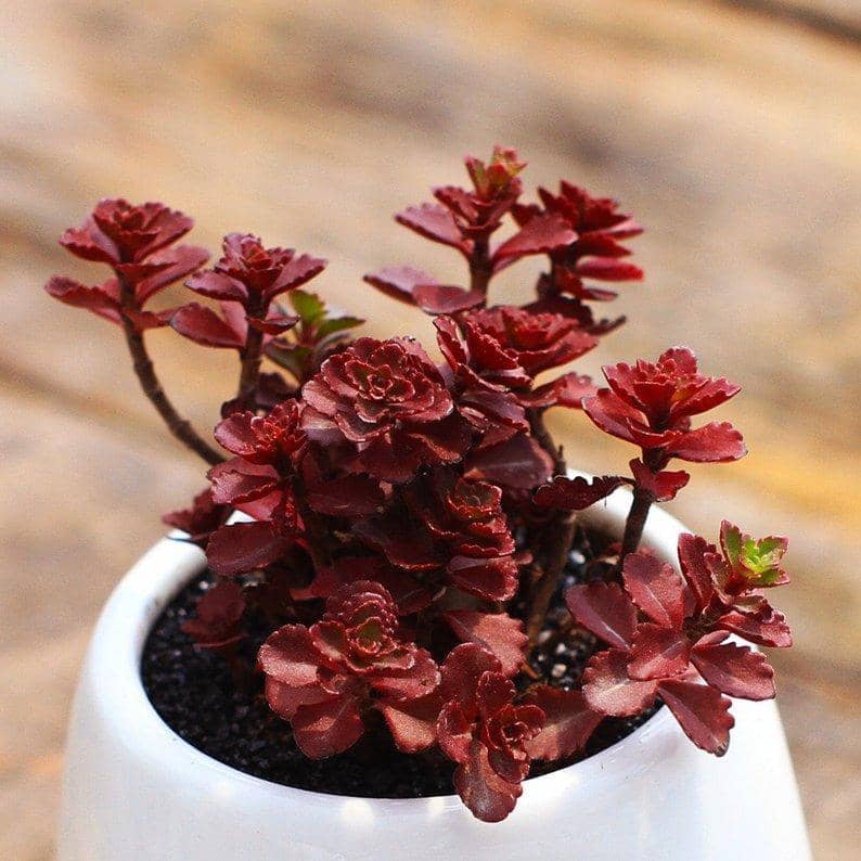 Stonecrop Dragons Blood (Sedum)
