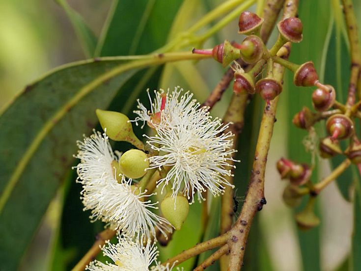 Swamp Mahogany (Eucalyptus robusta) - Ladybird Nursery