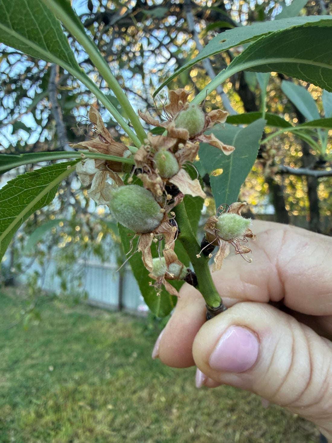 Dwarf Almond Self Pollinating - Ladybird Nursery