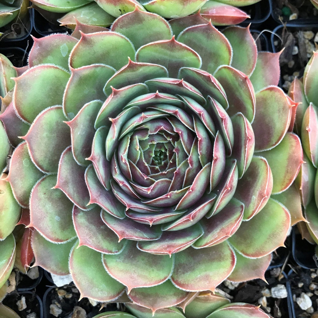 Hens and Chicks Red (Sempervivum spp.) - Ladybird Nursery
