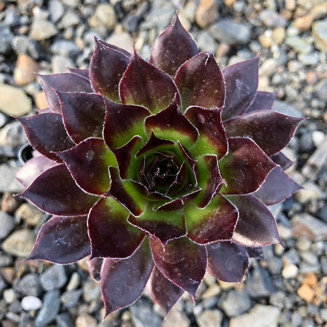 Hens and Chicks Prince (Echeveria Black) - Ladybird Nursery