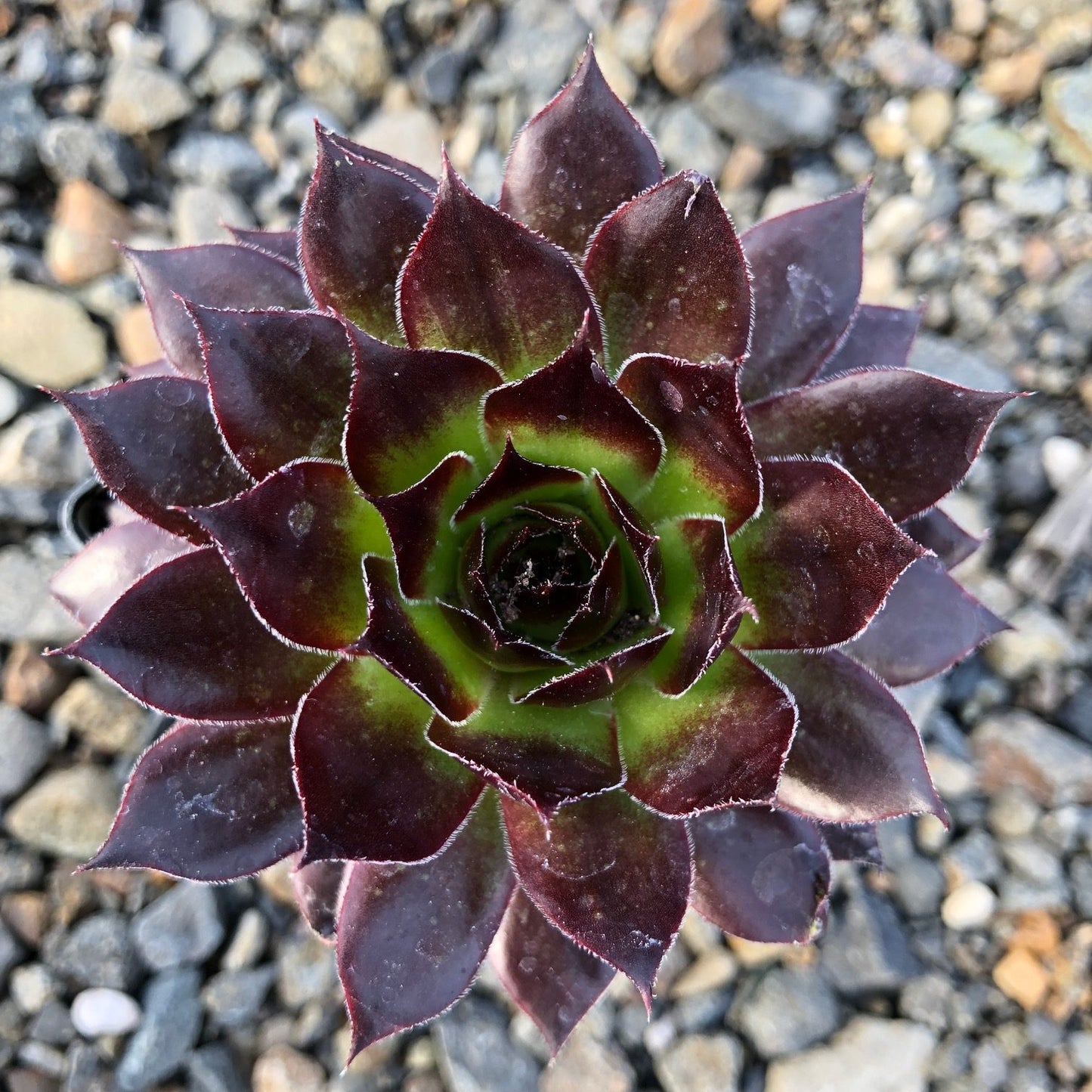 Hens and Chicks Prince (Echeveria Black)