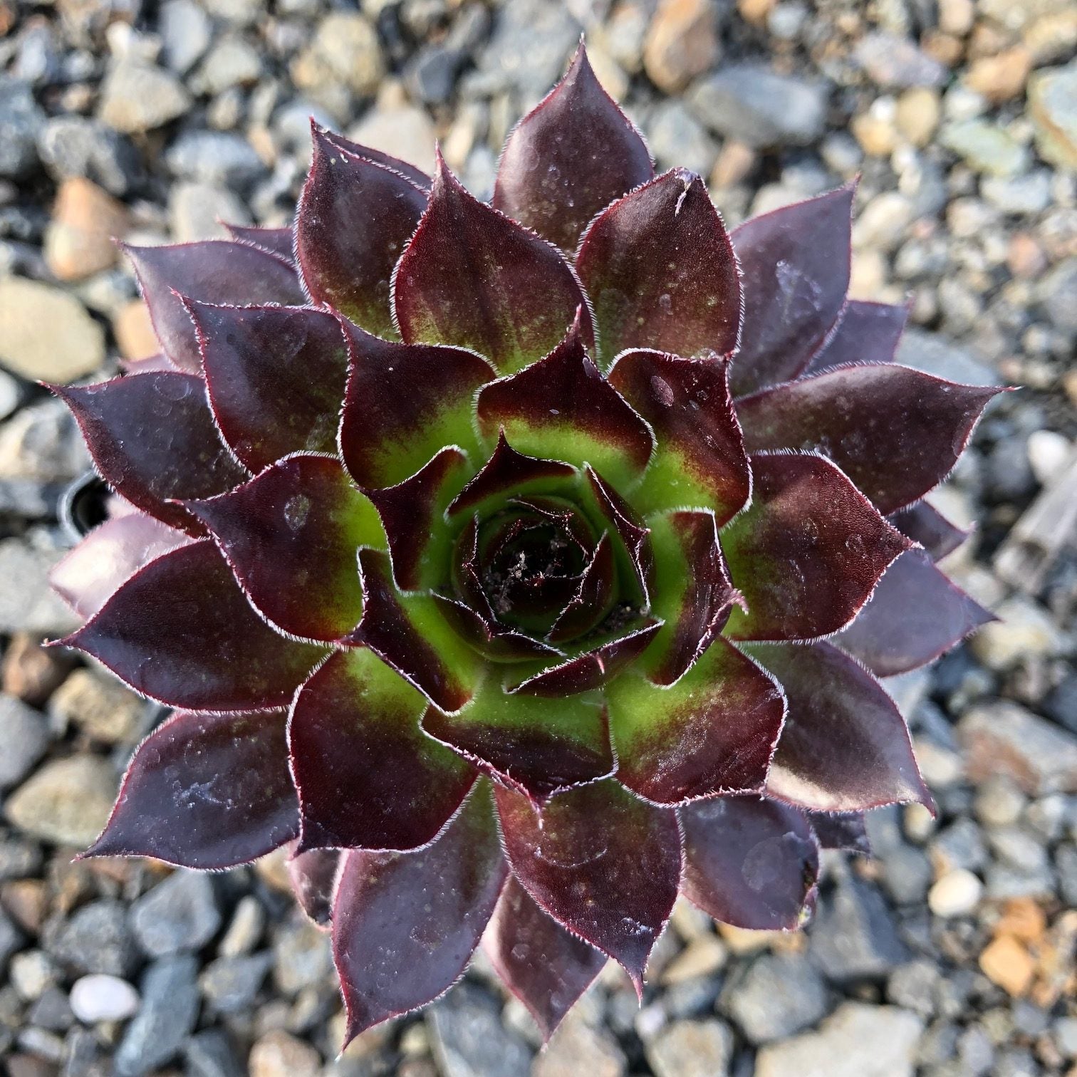 Hens and Chicks Prince (Echeveria Black) - Ladybird Nursery