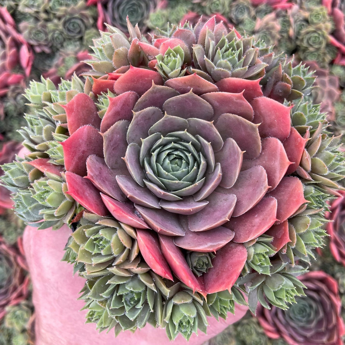 Hens and Chicks Prince (Echeveria Violet) - Ladybird Nursery