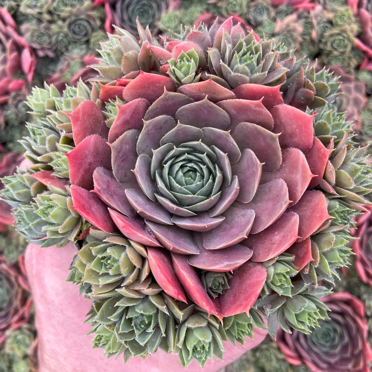 Hens and Chicks Prince (Echeveria Violet)