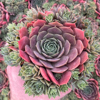 Hens and Chicks Prince (Echeveria Violet)