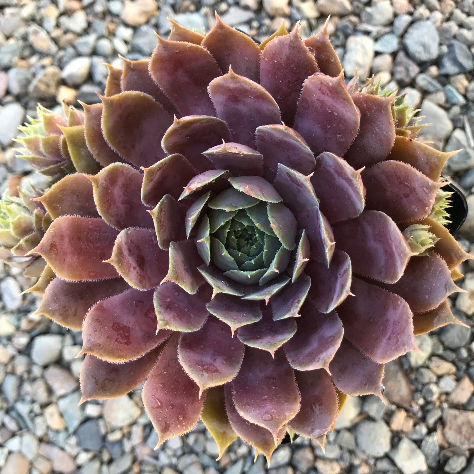 Hens and Chicks Prince (Echeveria Violet)