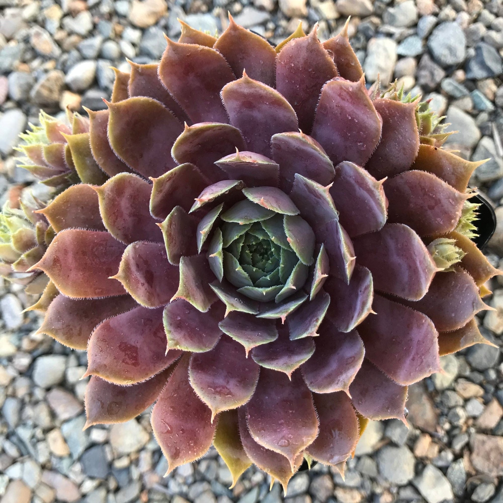 Hens and Chicks Prince (Echeveria Violet) - Ladybird Nursery