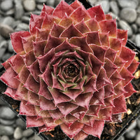 Hens and Chicks Red (Echeveria Big)