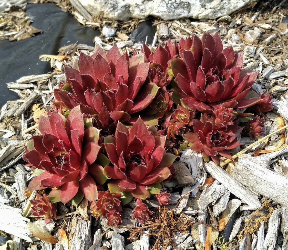 Hens and Chicks Red (Sempervivum spp.) - Ladybird Nursery