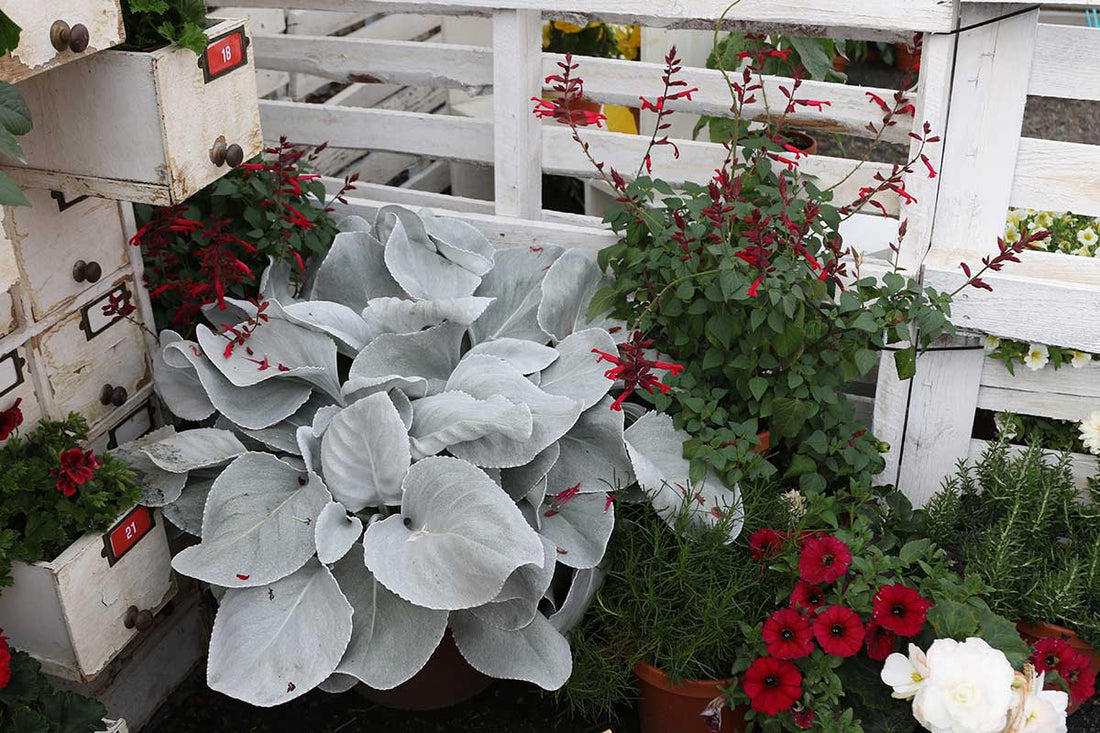 Senecio Angel Wings (Senecio candicans) - Ladybird Nursery