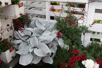 Senecio Angel Wings (Senecio candicans) - Ladybird Nursery