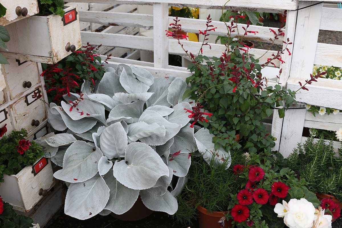 Senecio Angel Wings (Senecio candicans) - Ladybird Nursery