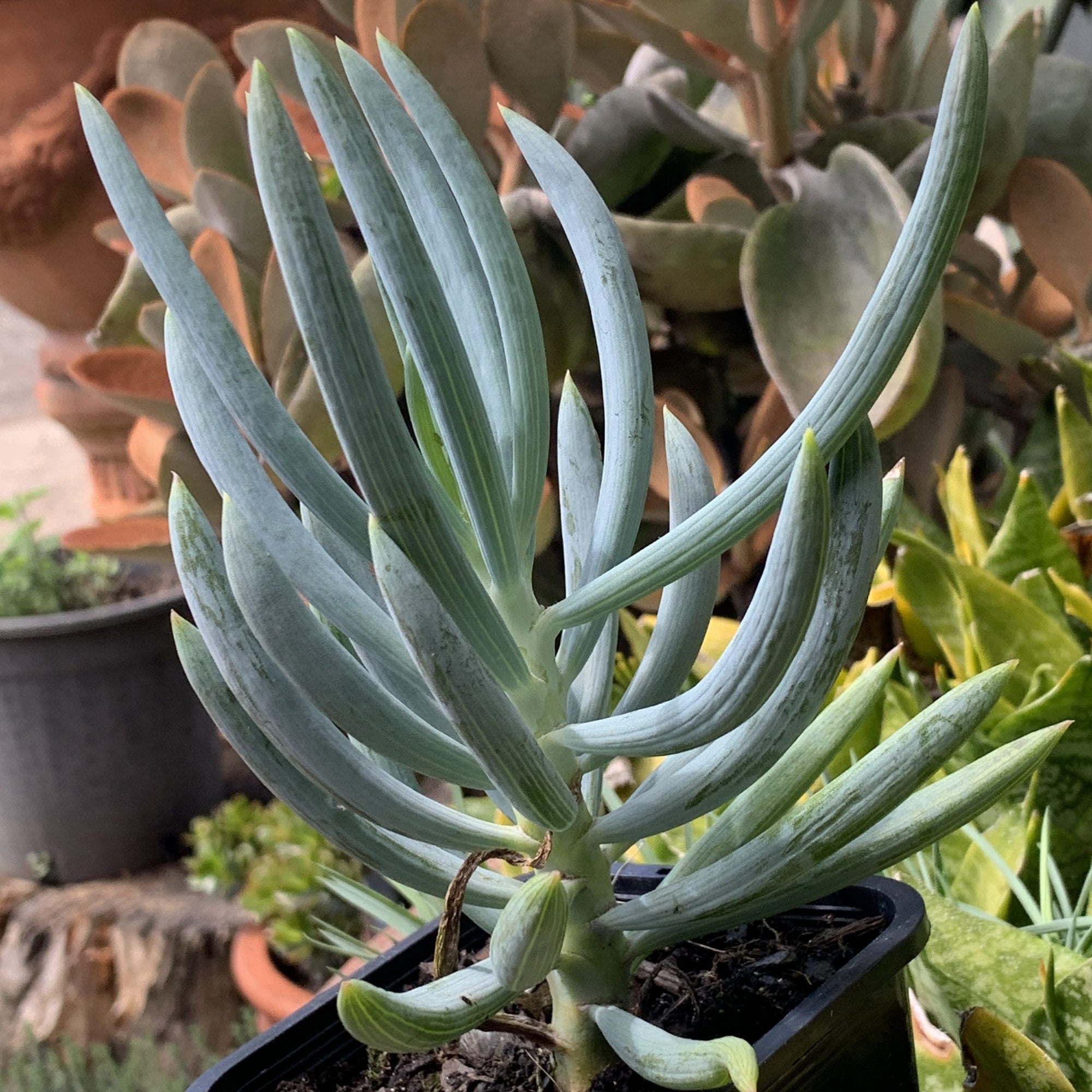 Blue Chalksticks (Senecio serpens) - Ladybird Nursery