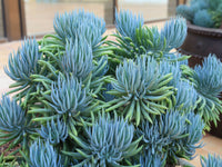 Blue Chalksticks (Senecio mandraliscae) - Ladybird Nursery