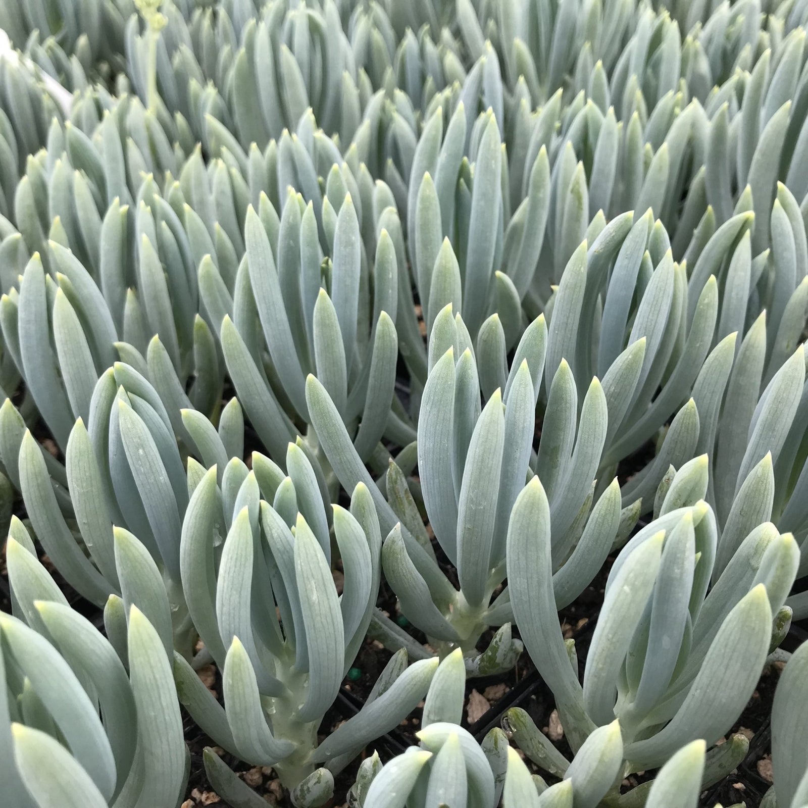 Blue Chalksticks (Senecio mandraliscae) - Ladybird Nursery