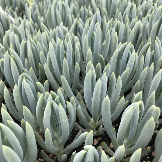 Blue Chalksticks (Senecio mandraliscae) - Ladybird Nursery
