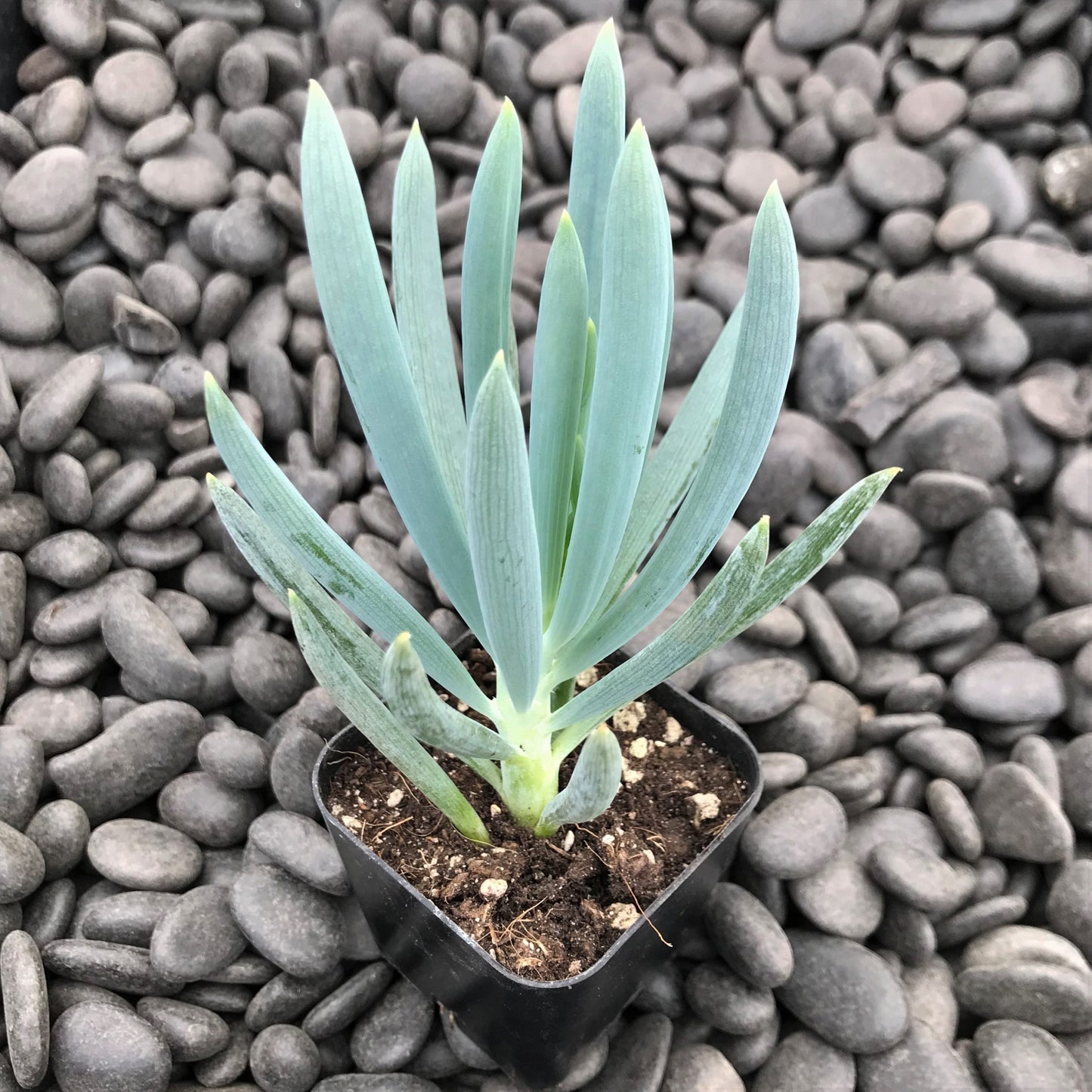 Blue Chalksticks (Senecio serpens)