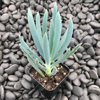 Blue Chalksticks (Senecio serpens)