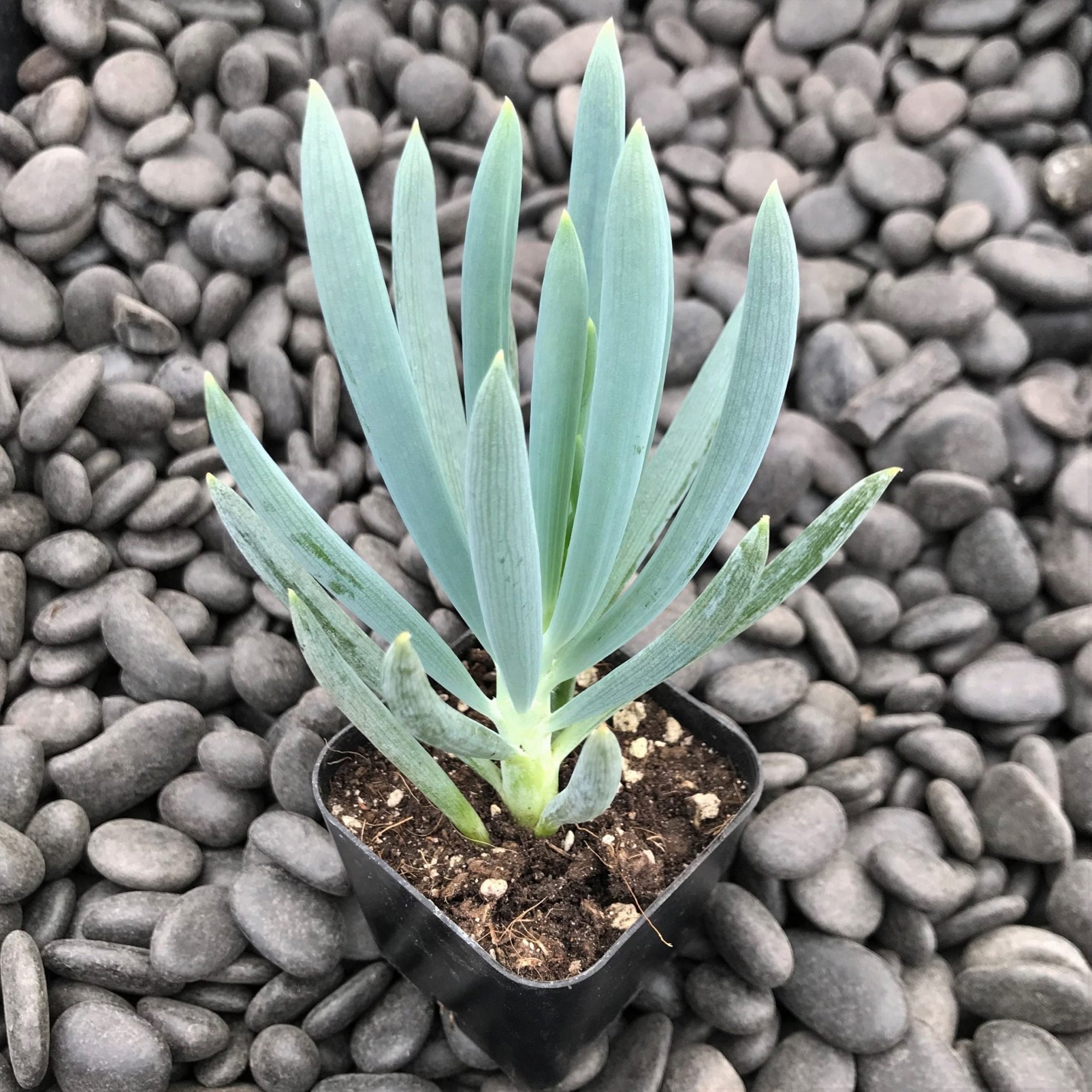Blue Chalksticks (Senecio serpens) - Ladybird Nursery