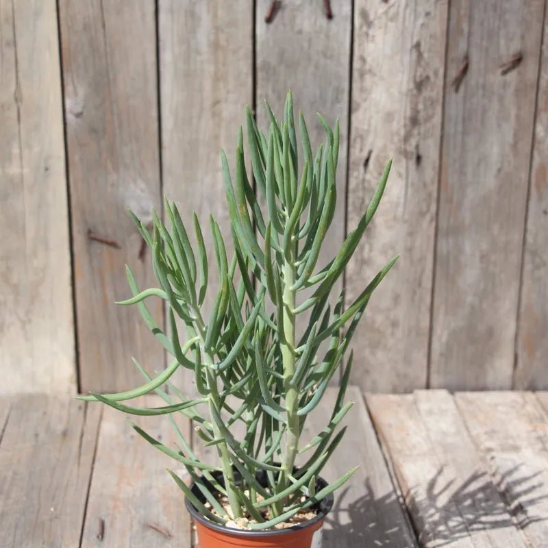 Senecio Nolas Pride (Senecio) - Ladybird Nursery