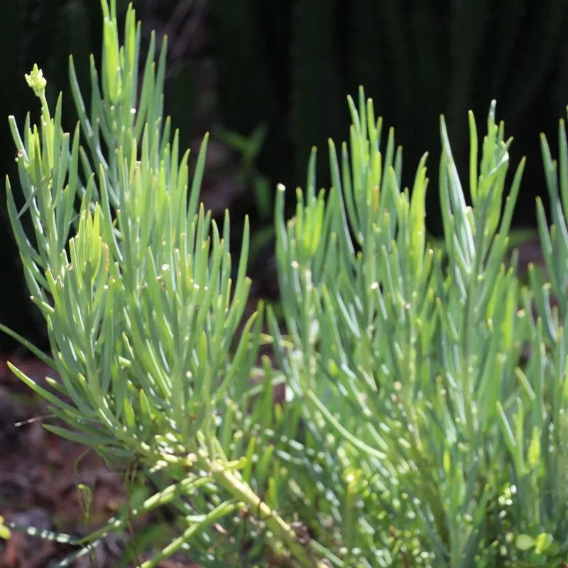 Senecio Nolas Pride (Senecio) - Ladybird Nursery