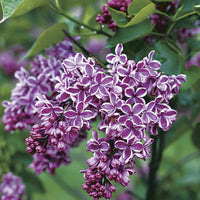 Lilac 'Sensation' (Syringa vulgaris) (BARE ROOT)