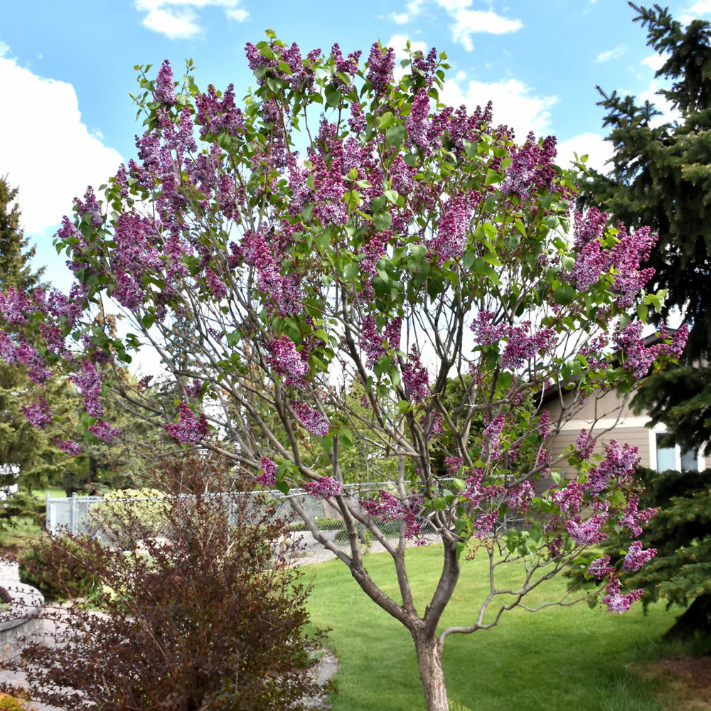 Lilac 'Sensation' (Syringa vulgaris) (BARE ROOT)