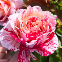 Rose ‘Sentimental’ - Large