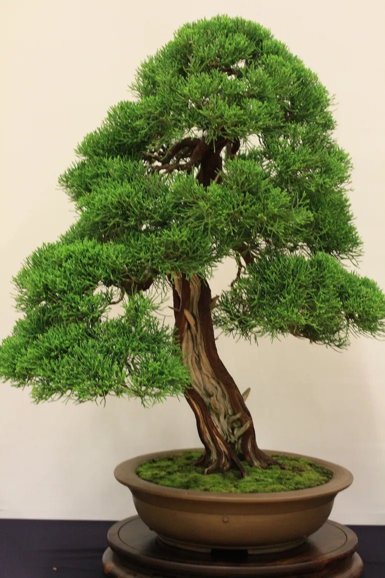 Chinese Juniper San Jose (Juniperus chinensis) - Ladybird Nursery