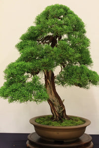 Chinese Juniper San Jose (Juniperus chinensis)