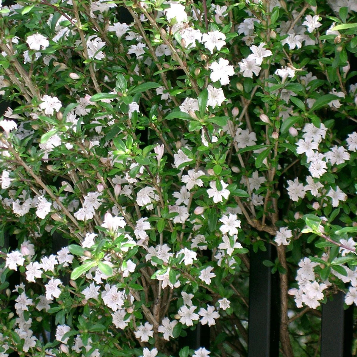 Serissa ‘Snow Leaves’ - Ladybird Nursery